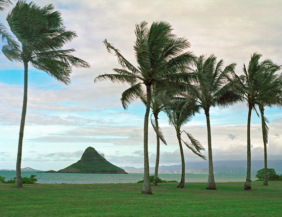 Oahu Palms