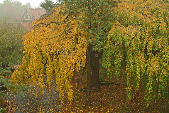 Cherry Tree in Fog