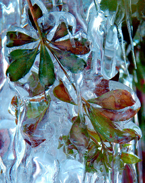 Frozen Leaves