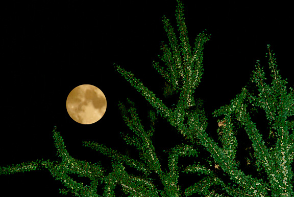 Ginko Moon Tree