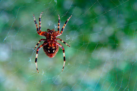 Spider Window