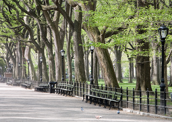 Tree Lined Road