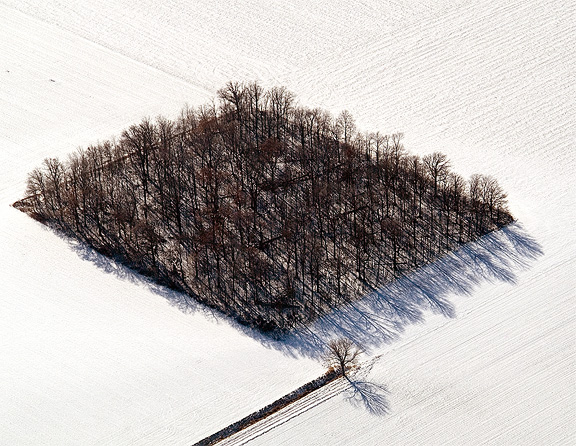 Aerial Tree Patch