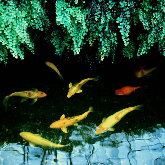 Ann Arbor Aquarium