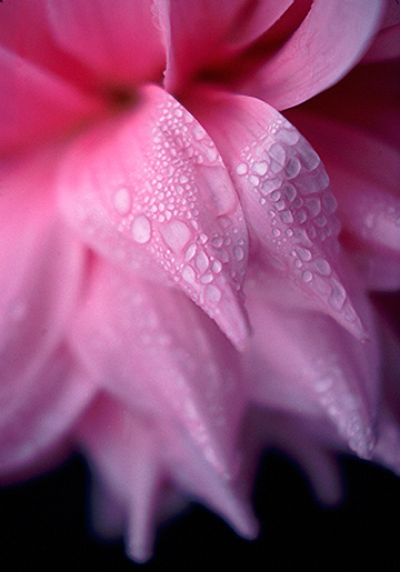 Dahlia with Droplets