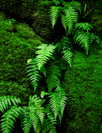 Ferns on Moss