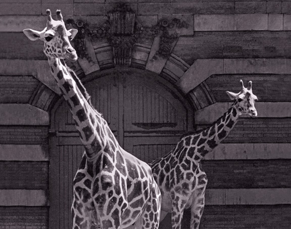 Giraffes