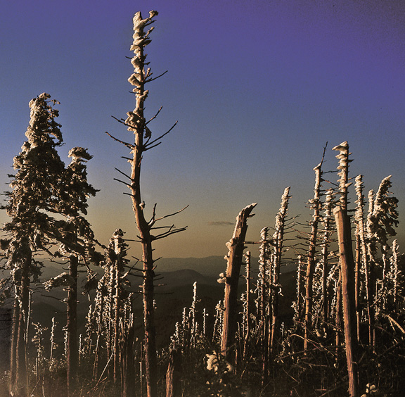 Mt. Mitchell Ice Trees