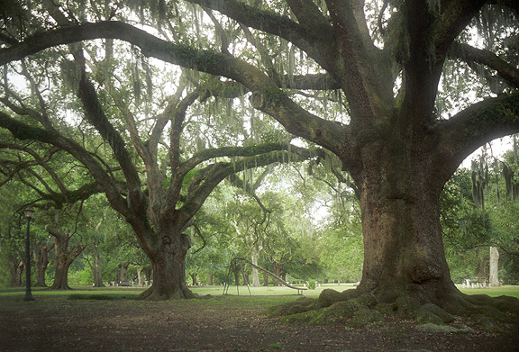 Nawlins Trees