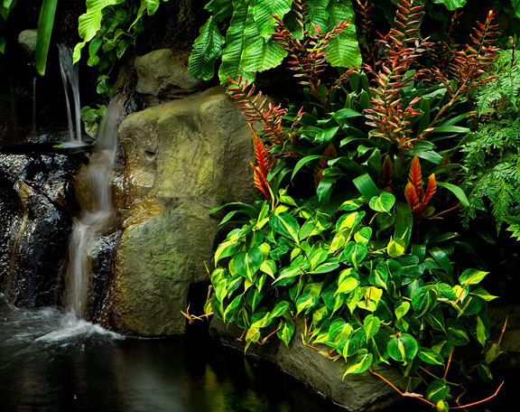 Tropical Pool