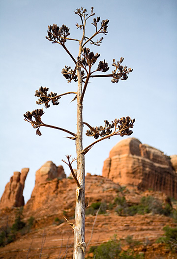 Distressed Tree at Catherdral Rock