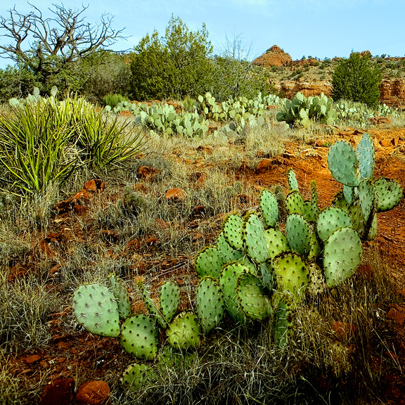 Green Green Cactii