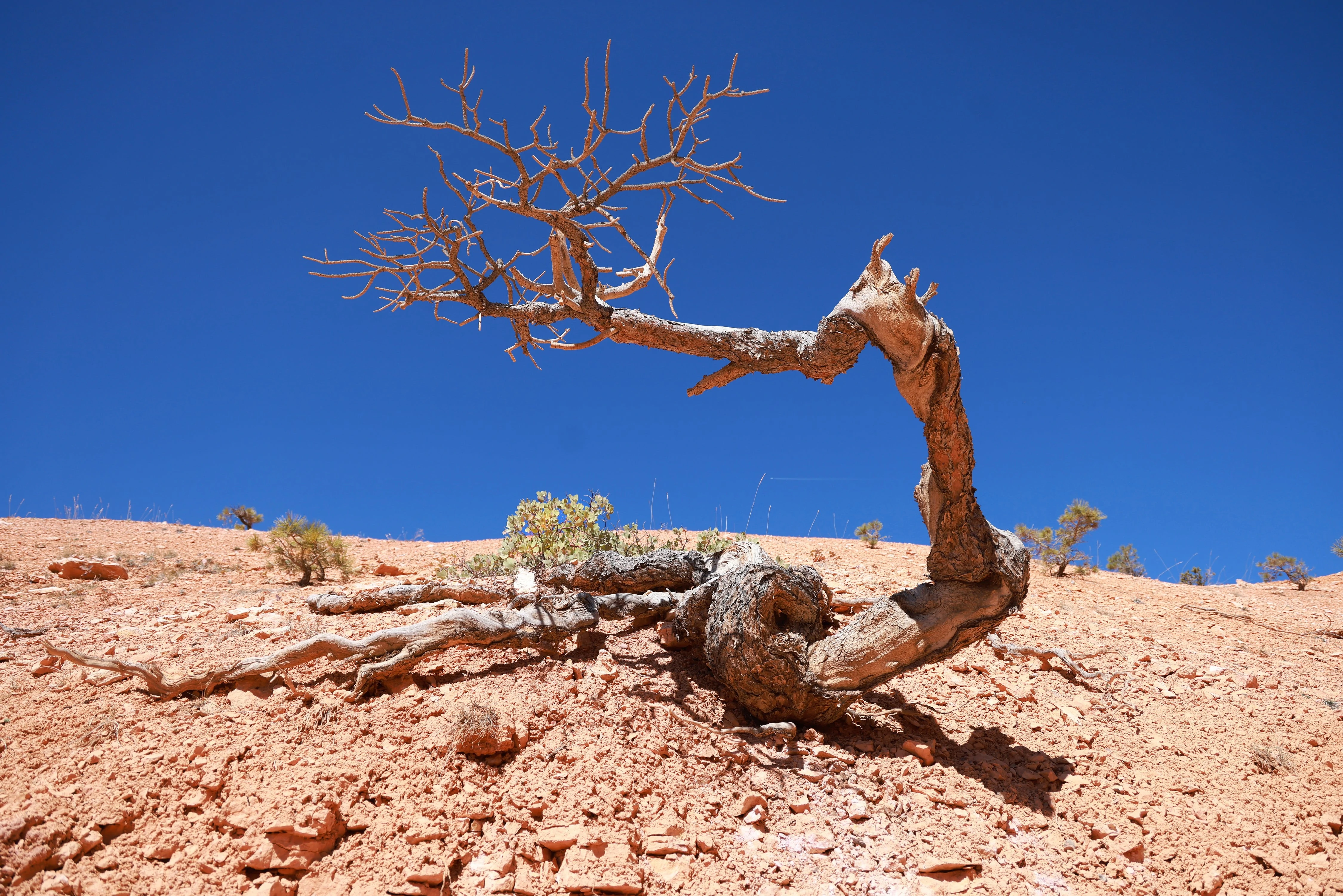 Gnarly Bristlecone Tree Bryce Canyon Utah