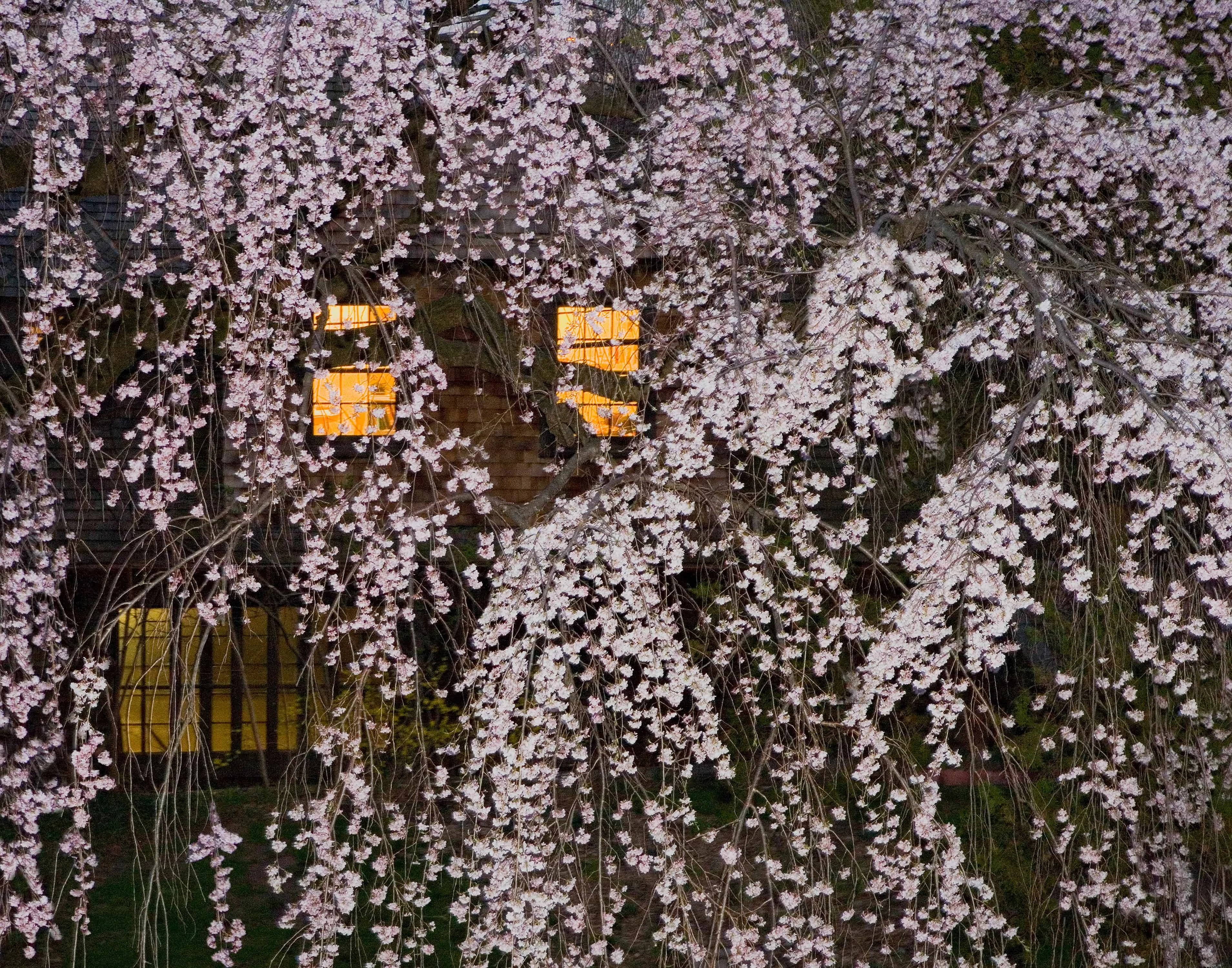 OUT THE WINDOW: Cherry Blossoms houselights in background