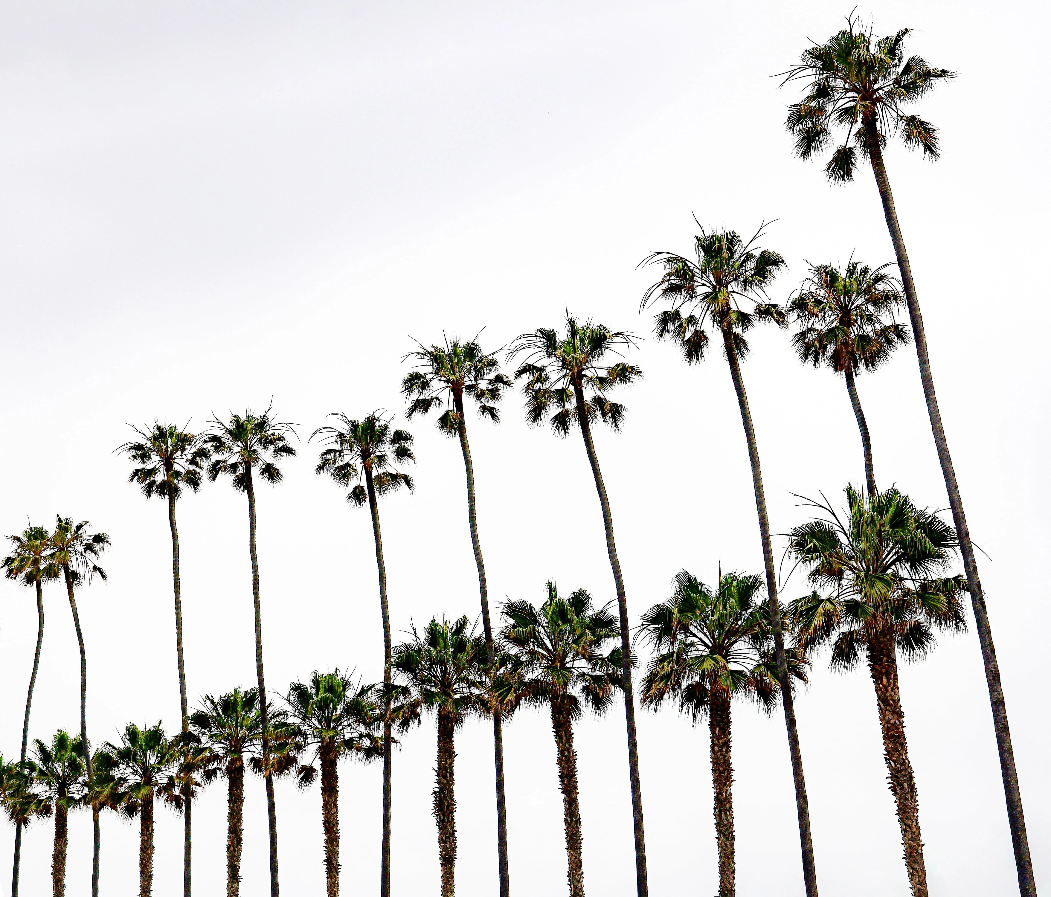 Photoshopped color distortion of California Palm trees