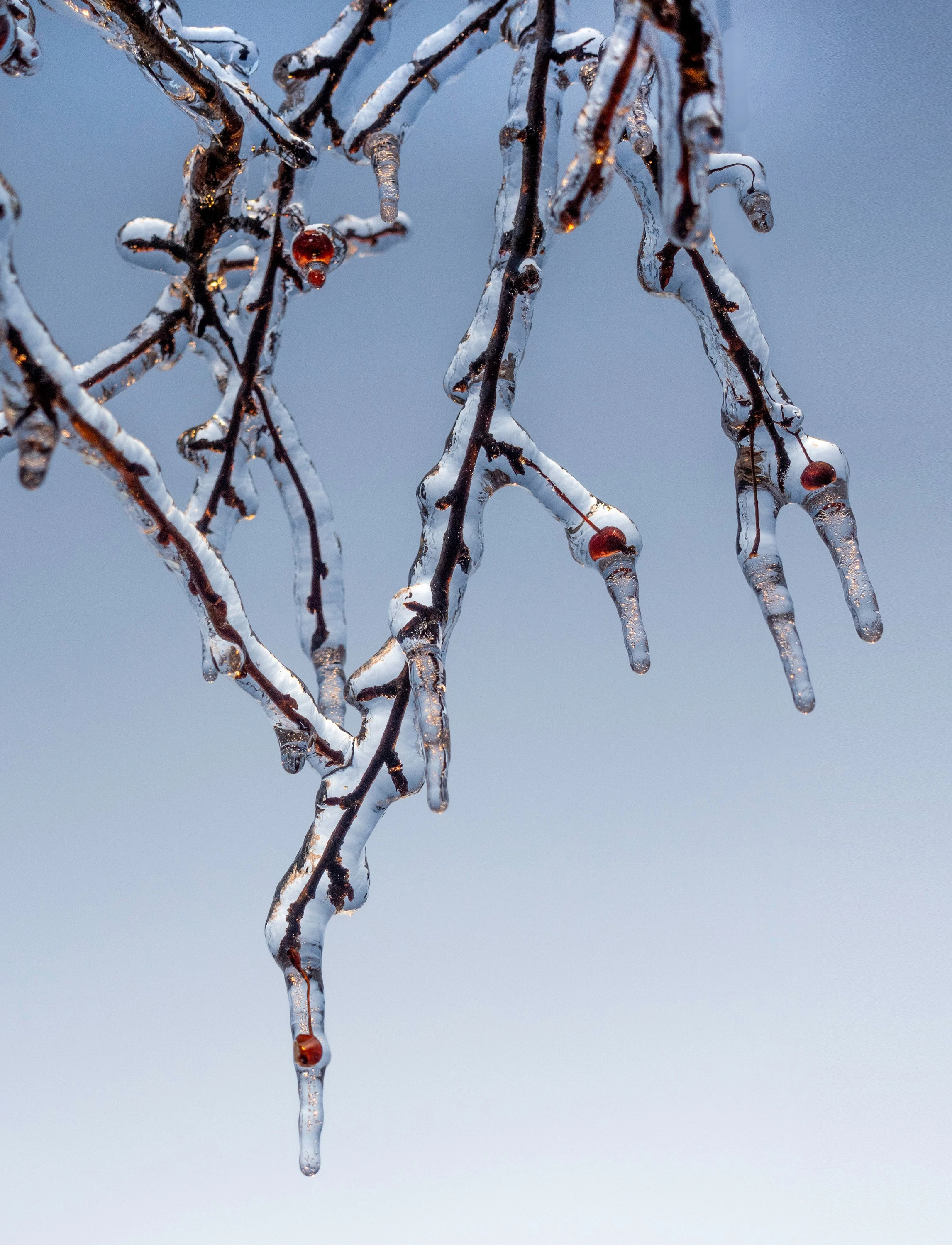 Morning Ice on Sugar Huckleberries