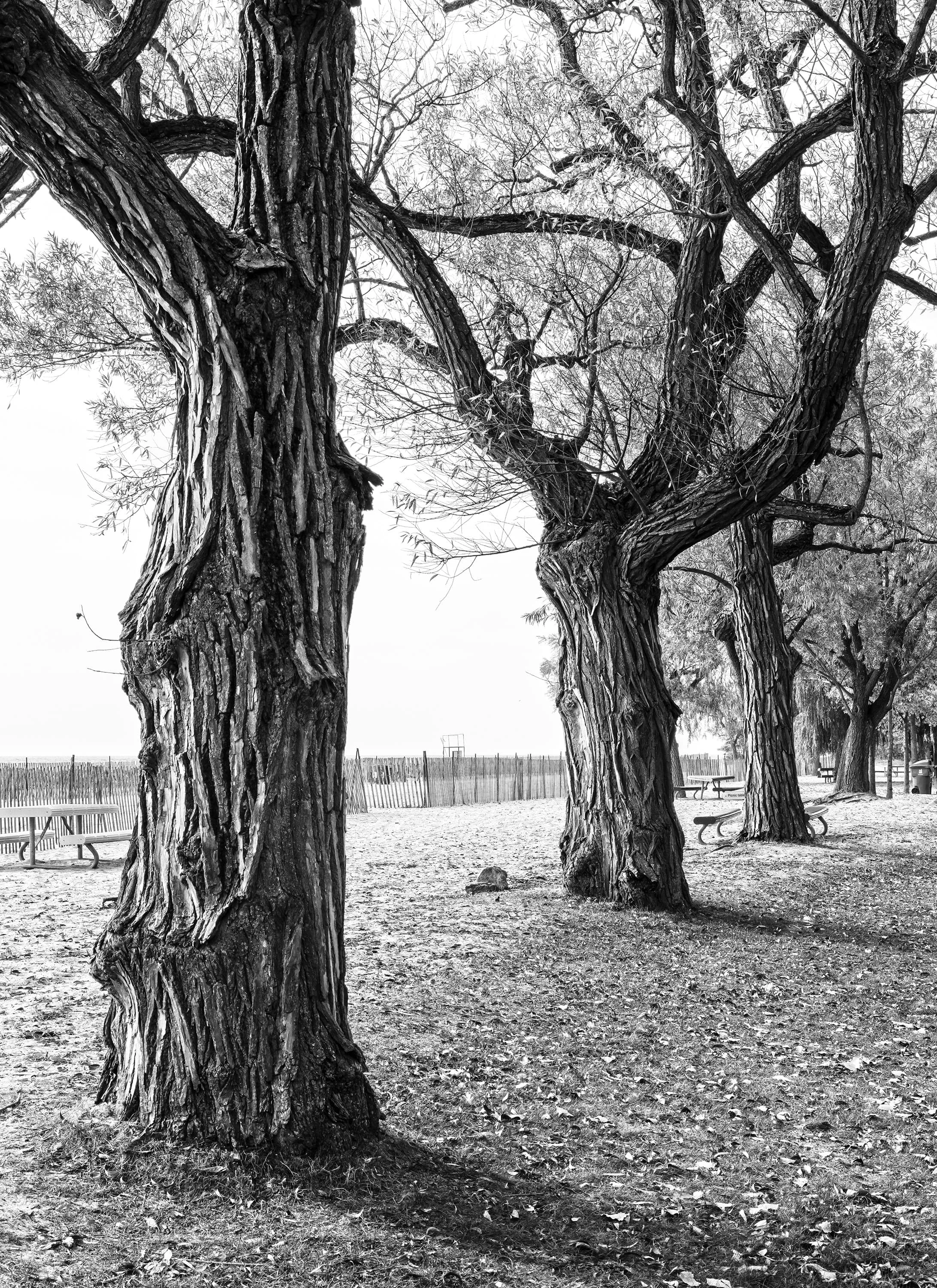 Row of Centre Island Cottonwoods, Toronto, Ontario