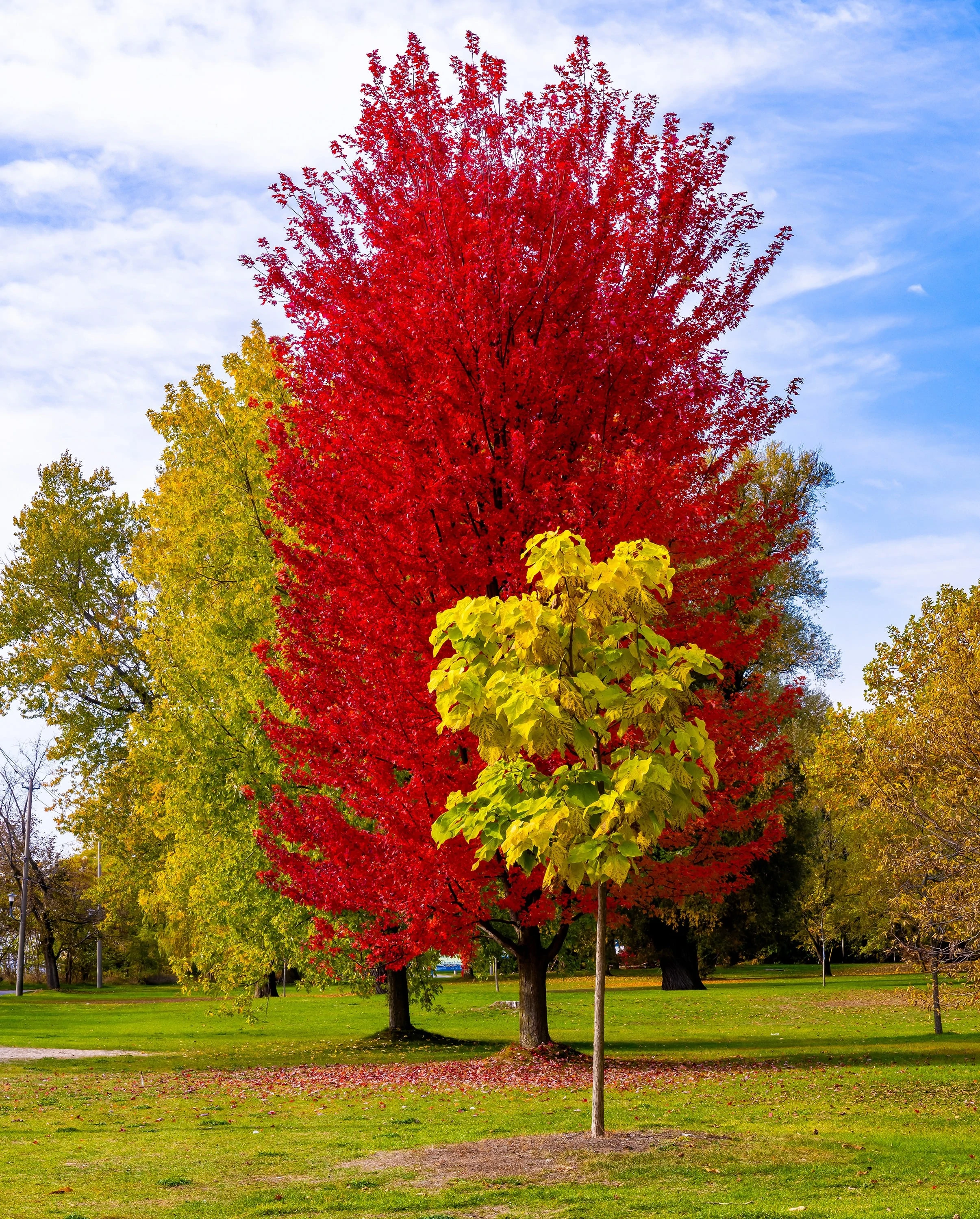 Centre Island Maple trees in various autumn colors, Toronto