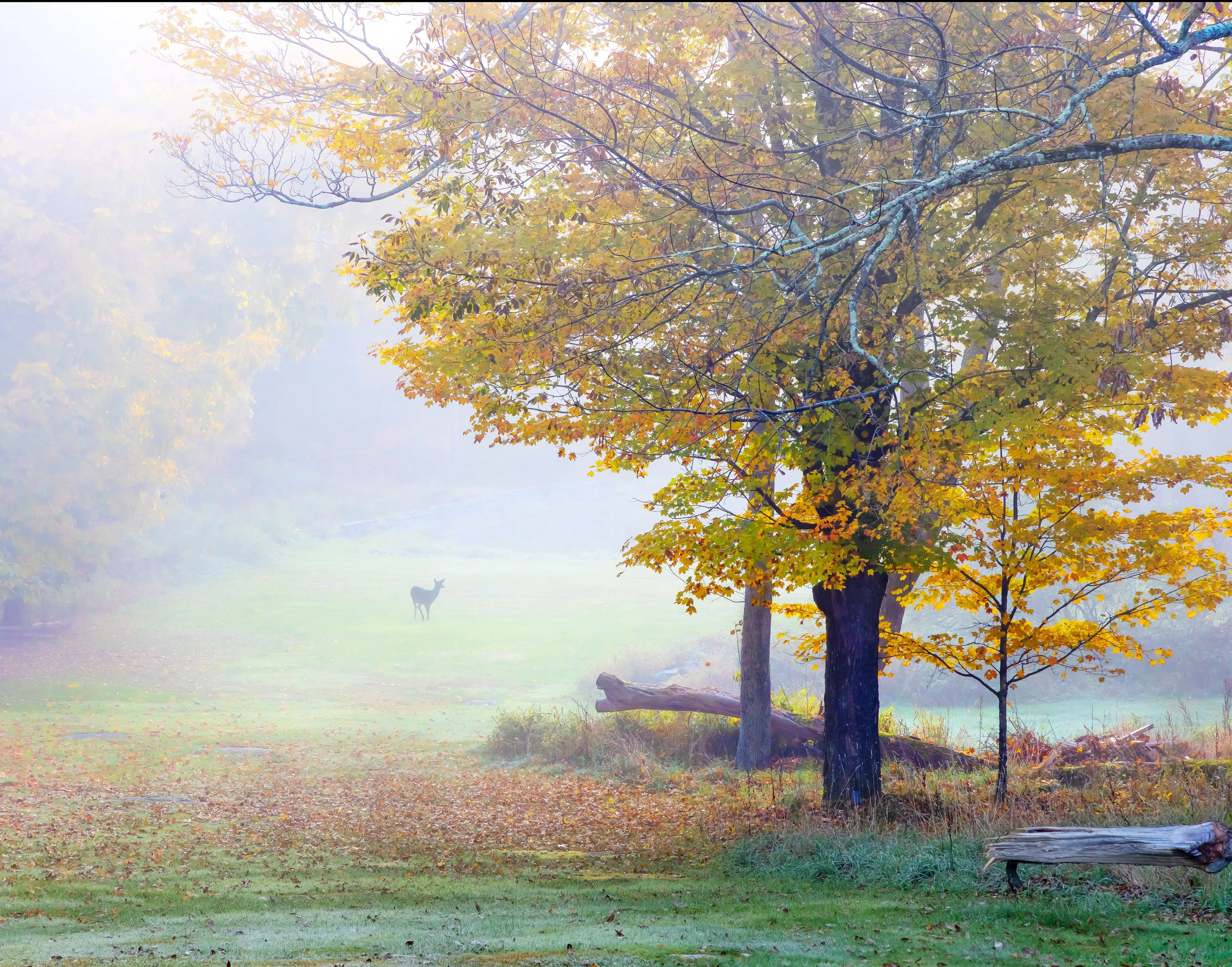 Deer and tree in a rural misty morning