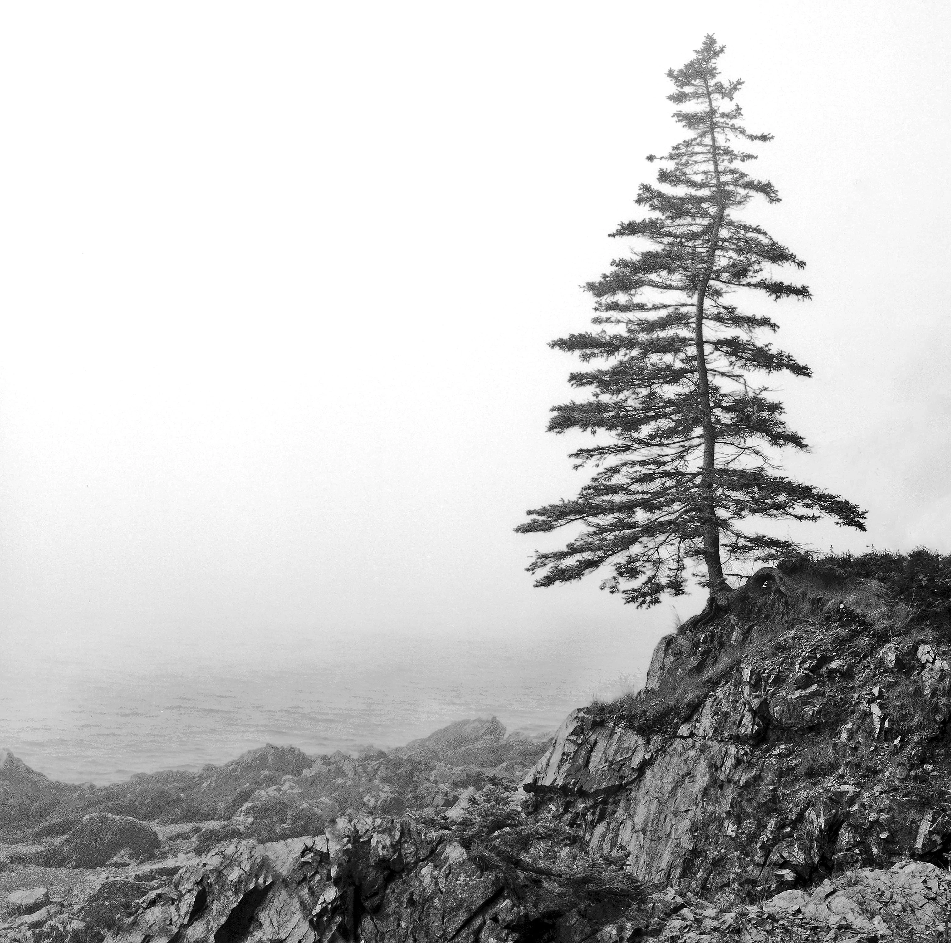 Spruce tree on rocky ledge overlooking shore in Maine